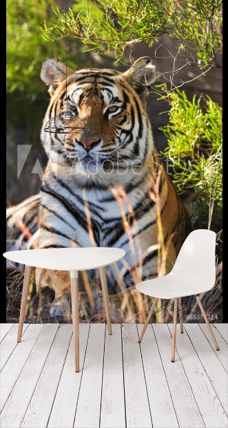 Picture of Portrait of a tiger